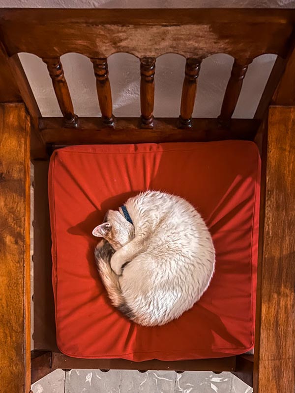 White cat taking a nap in Posada El Castillo, Xilitla Mexico