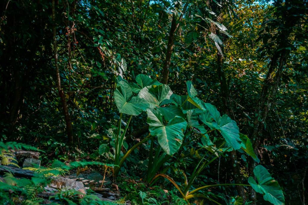 Greenary at Las Pozas in Xilitla México