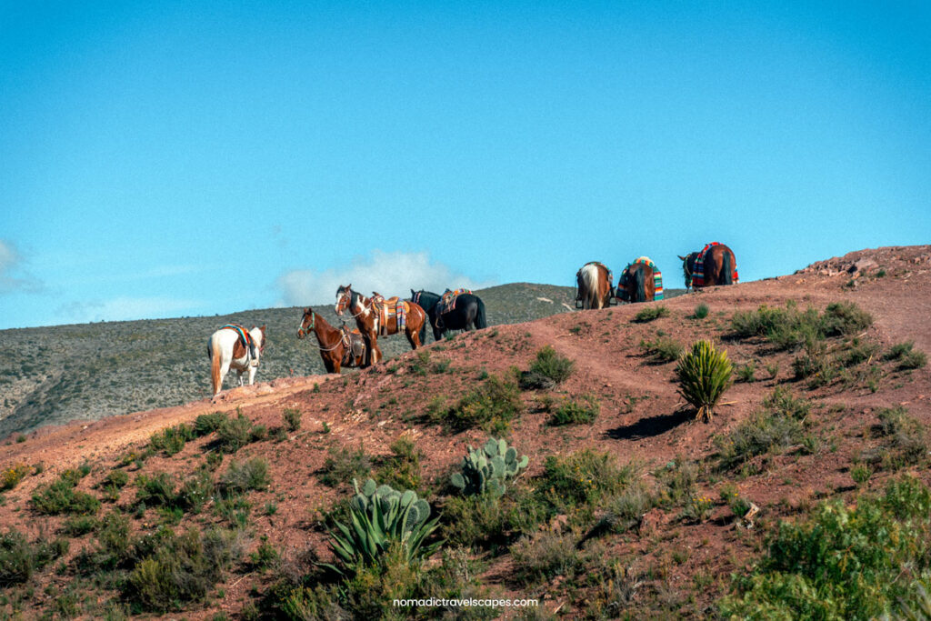 7 horses of various colors standing on a hill against blue sky