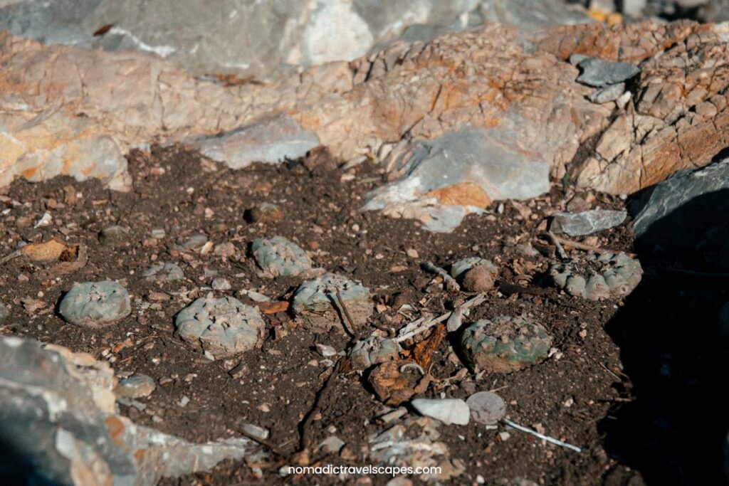 sacred plant peyote growing in a cluster of 5 in real de catorce