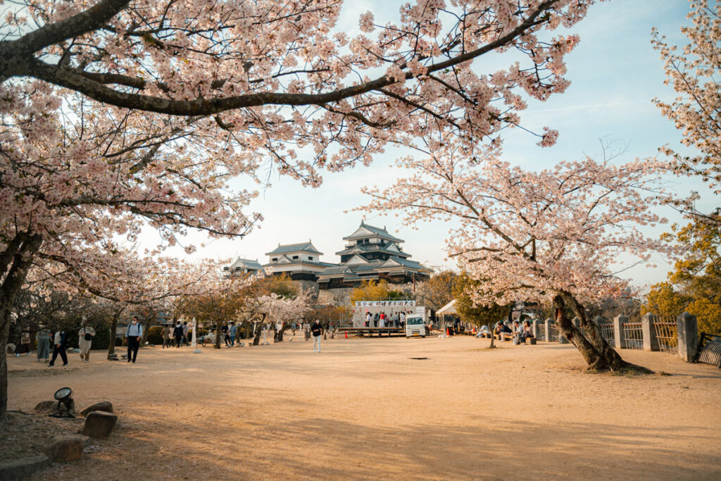 Matsuyama Castle in the foreground, with pink cherry blossoms in the front 