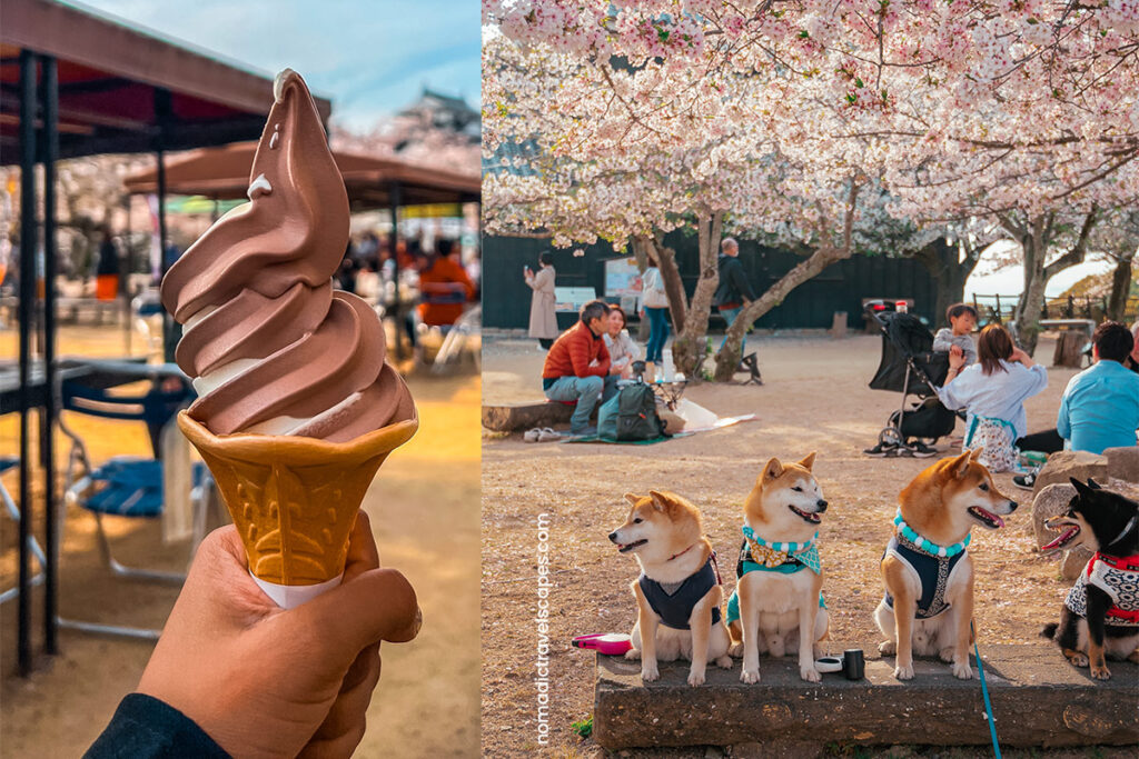 Left: Soft swirl cherry blossom ice cream
Right: Shiba Inu dog contest with 3 brown dogs and 1 black dog, held under a cherry blossom tree.